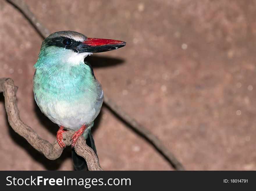 Blue breasted Kingfisher (Halcyon malimbica). Blue breasted Kingfisher (Halcyon malimbica)