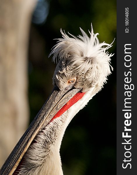 Dalmatian Pelican Portrait