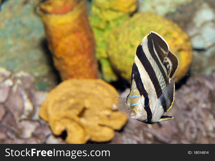 Banded Butterflyfish (Chaetodon striatus) in Aquarium