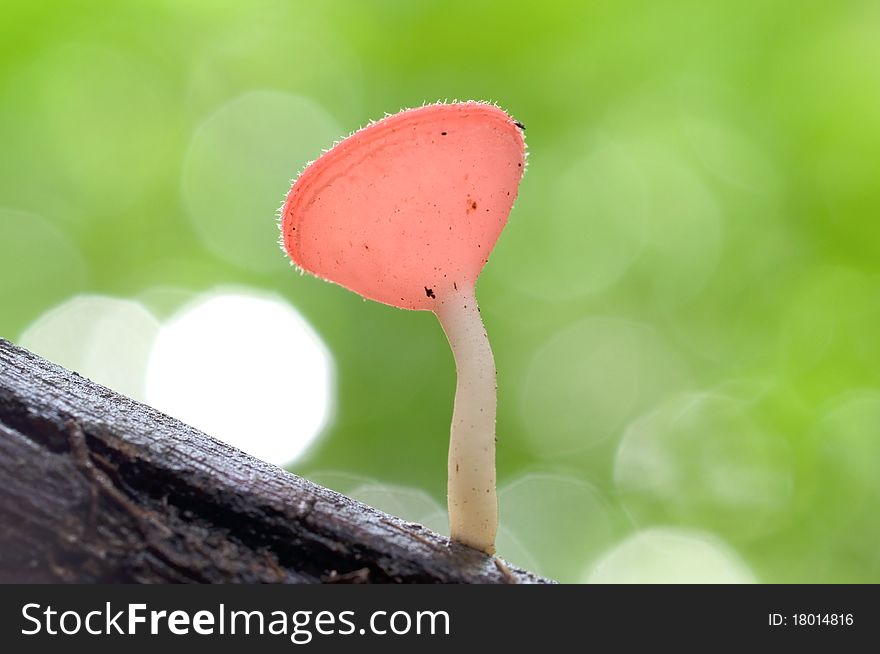 A pink cup mushroom.