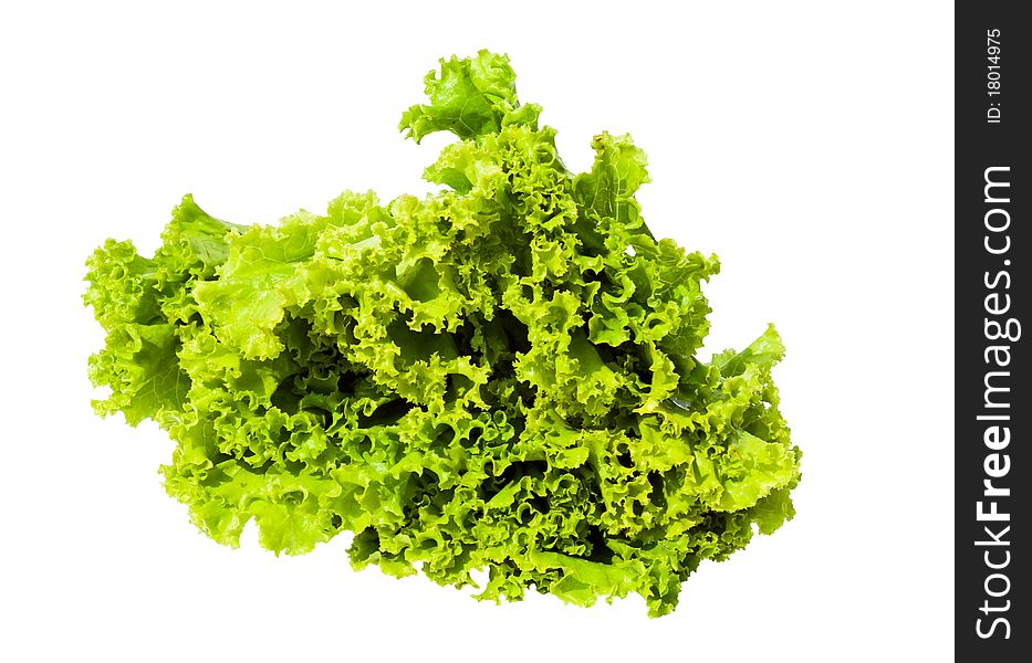 Young green lettuce isolated on white. Young green lettuce isolated on white