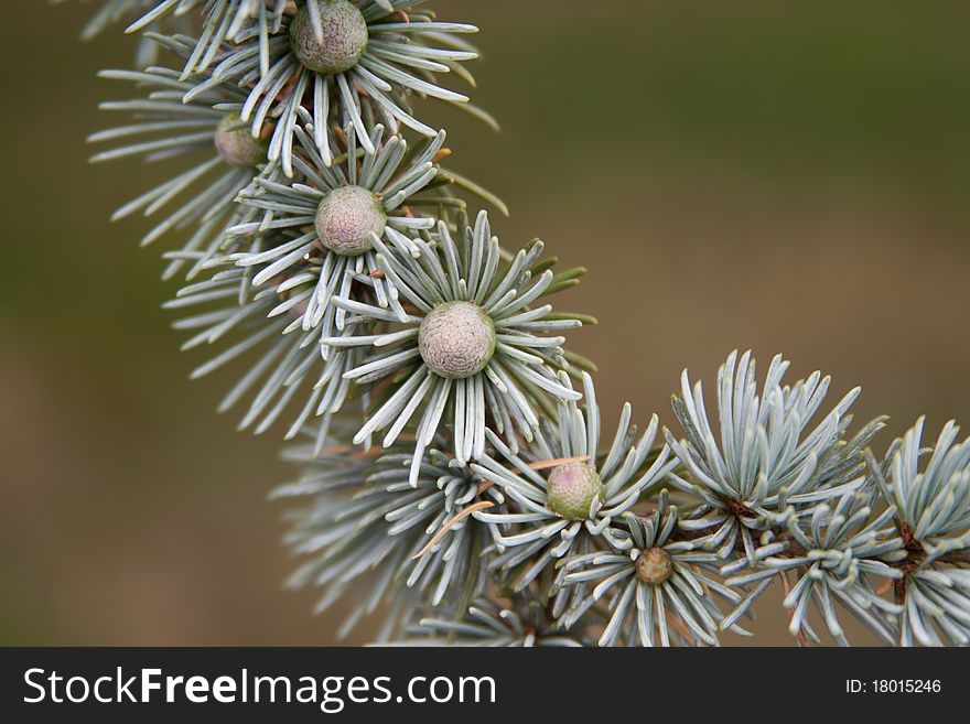 Lebenese cedar closeup on cones surrounded by thorns
