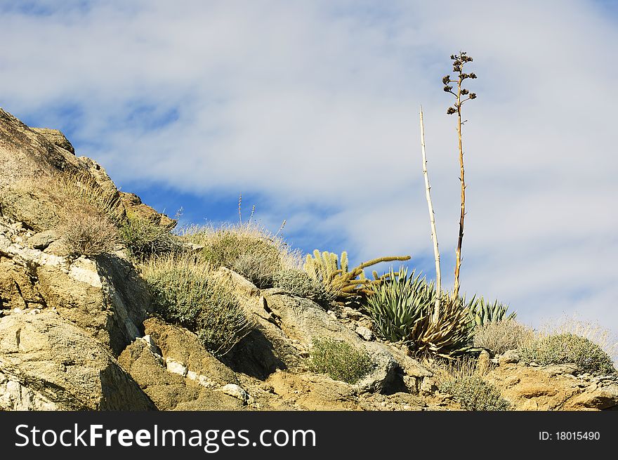 Anza Borrego Desert View (Southern California, USA)