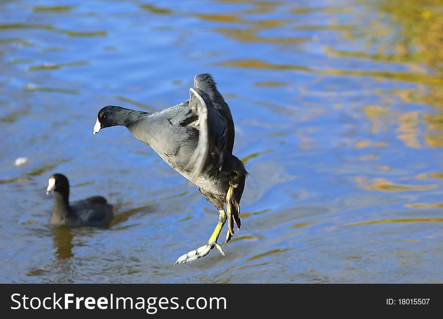 The American Coot jumping in to a pond (Fulica americana)