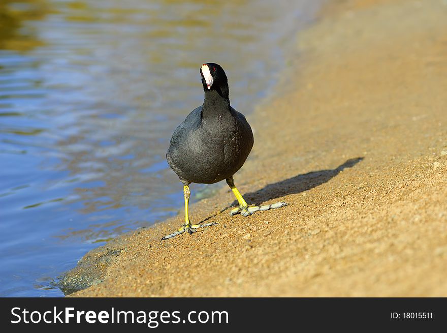 The American Coot walking on a shore