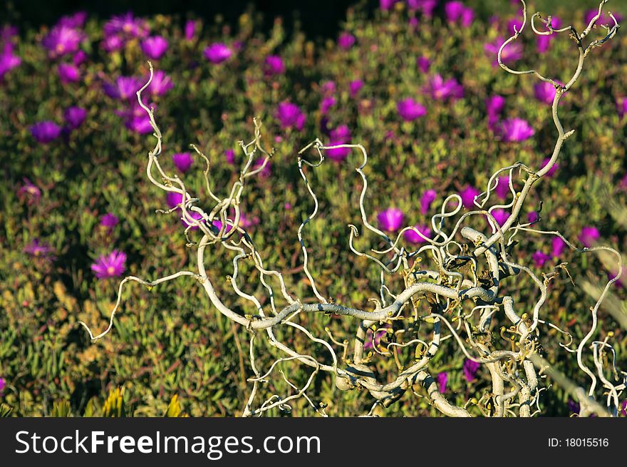 Naked Curly Tree Branch