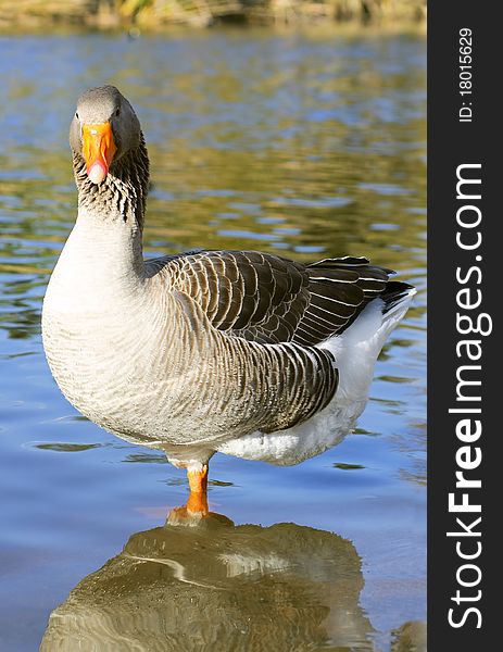 The Graylag goose standing on one leg near pond (Anser anser)