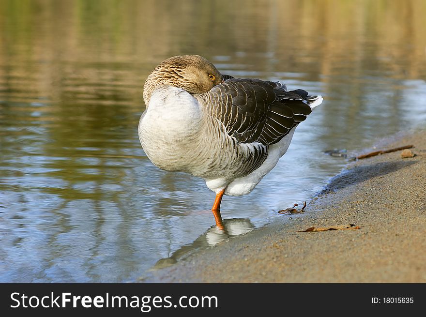 The Graylag goose standing on one leg near pond
