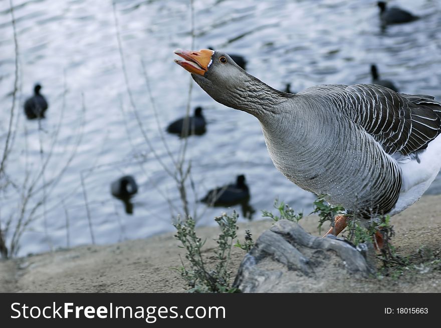 Greylag goose stretchig neck and asking for food