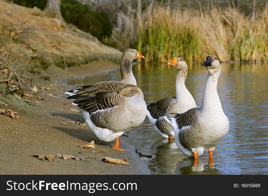 The Graylag geese standing near pond