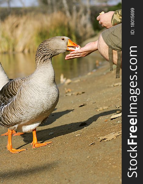 Man feeding the graylag goose near a pond (Anser anser)