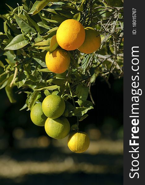 Ripe and unripe oranges hanging on a tree on dark background