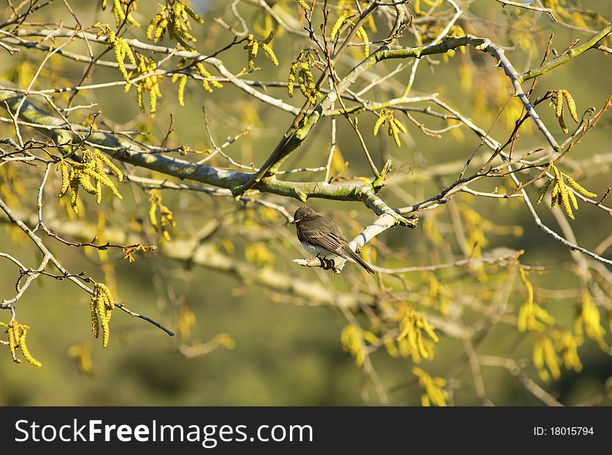 The Black Phoebe sitting on a branch (Sayornis nigricans - Tyrant Flycatcher family)