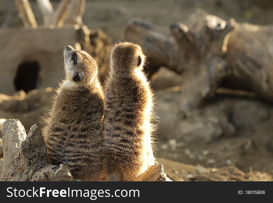 The meerkat or suricate couple (Suricata suricatta)