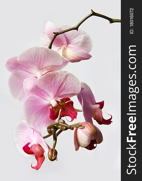 White and pink orchid closeup