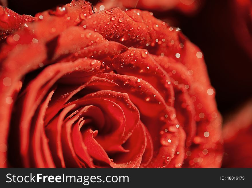 Red Rose With Drops