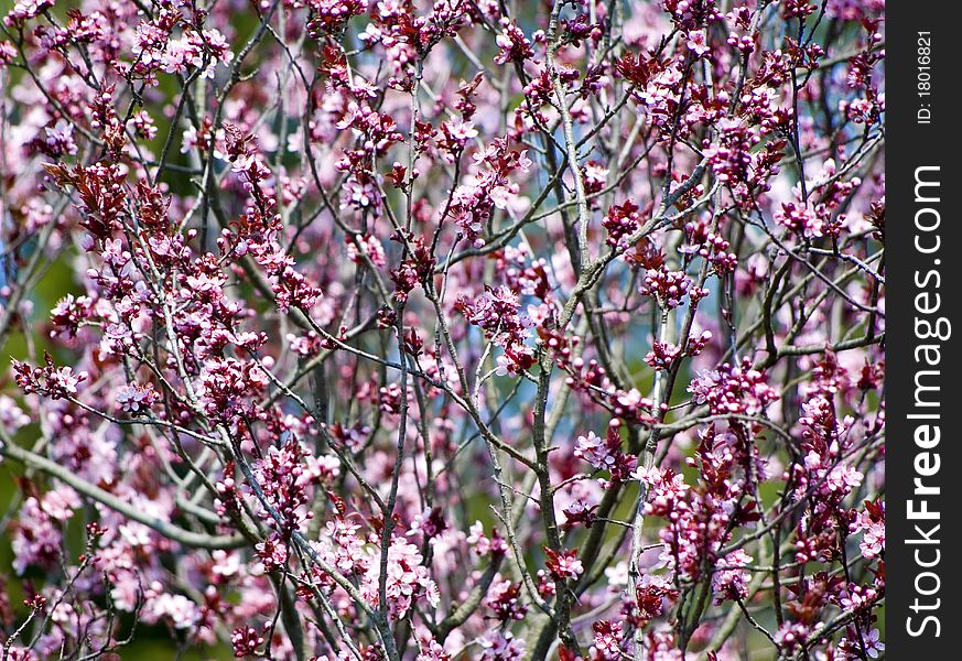 Wild cherry bush with pink flowers for natural background. Wild cherry bush with pink flowers for natural background