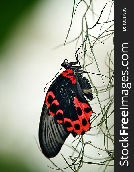 A Scarlet swallowtail butterfly hanging off a plant