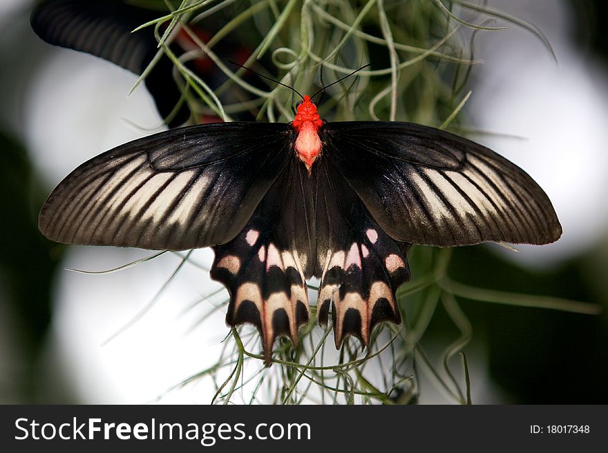 A Big Billy butterfly (atrophaneura semperi) hanging off a plant