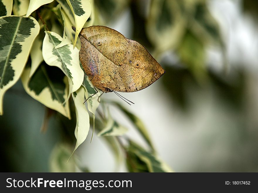 Indian Leaf butterfly resting on a variegated plant