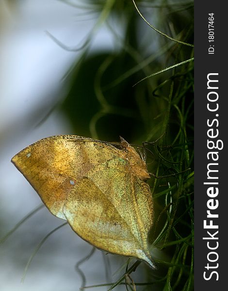 Indian Leaf butterfly resting on a variegated plant