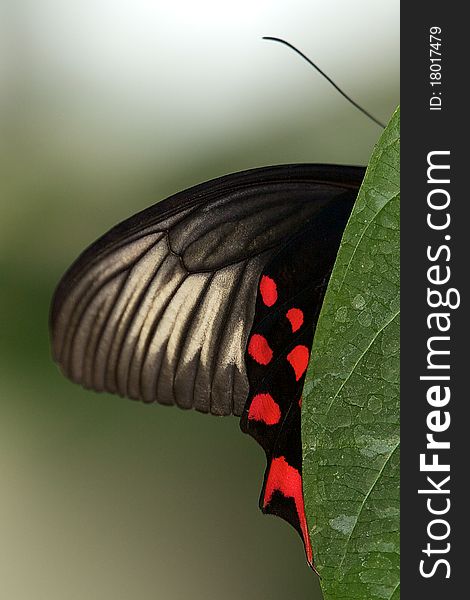 A Big Billy butterfly's (atrophaneura semperi) wing hanging off a plant. A Big Billy butterfly's (atrophaneura semperi) wing hanging off a plant