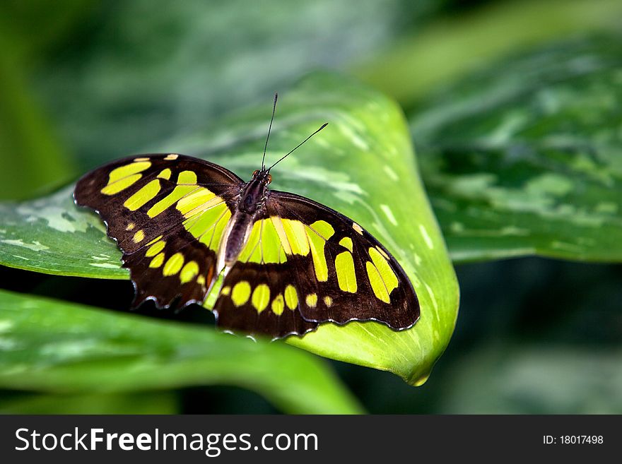 A beautiful Malachite butterfly resting on a plant leaf