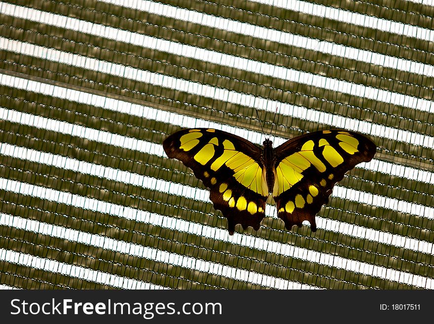 A beautiful Malachite butterfly resting on a abstract background