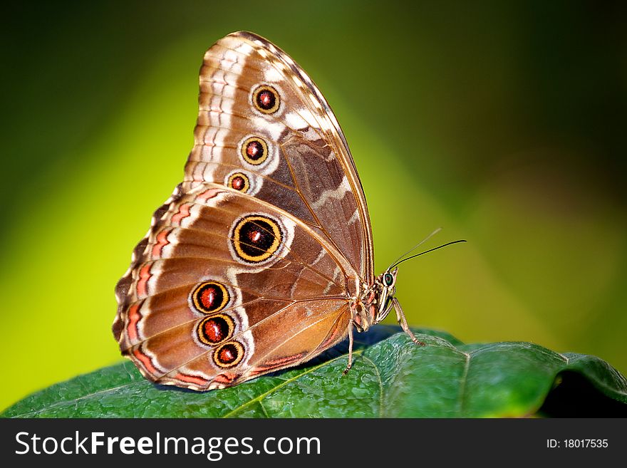 Blue Morpho butterfly resting on a plant leaf