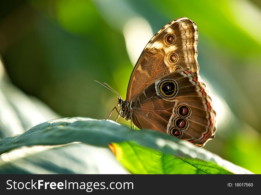 Blue Morpho butterfly resting on a plant leaf