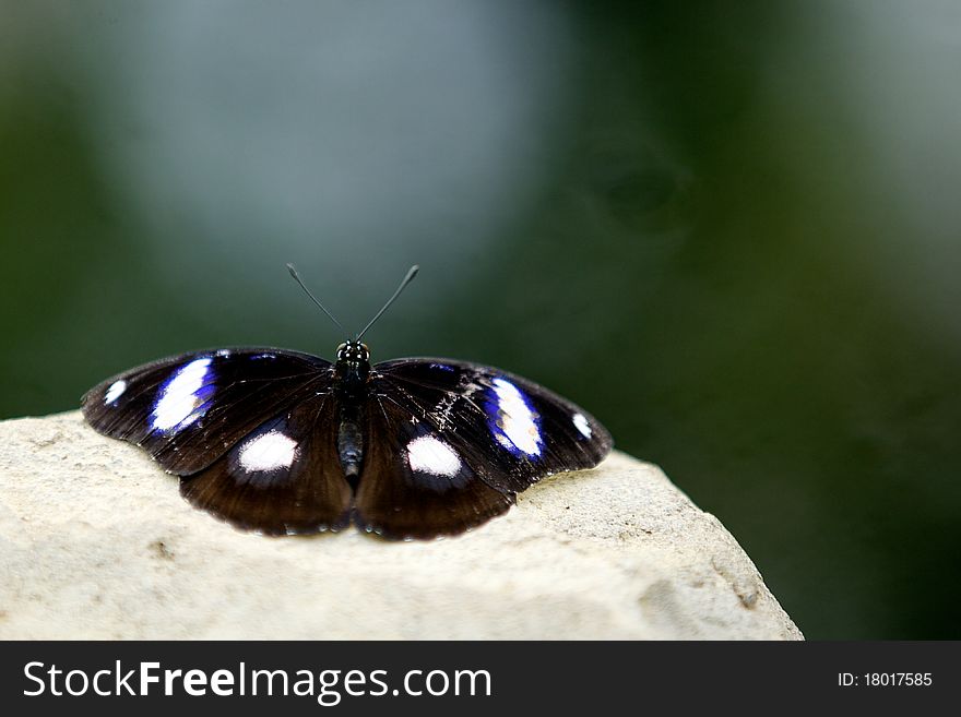 A Diadem butterfly resting on a rock