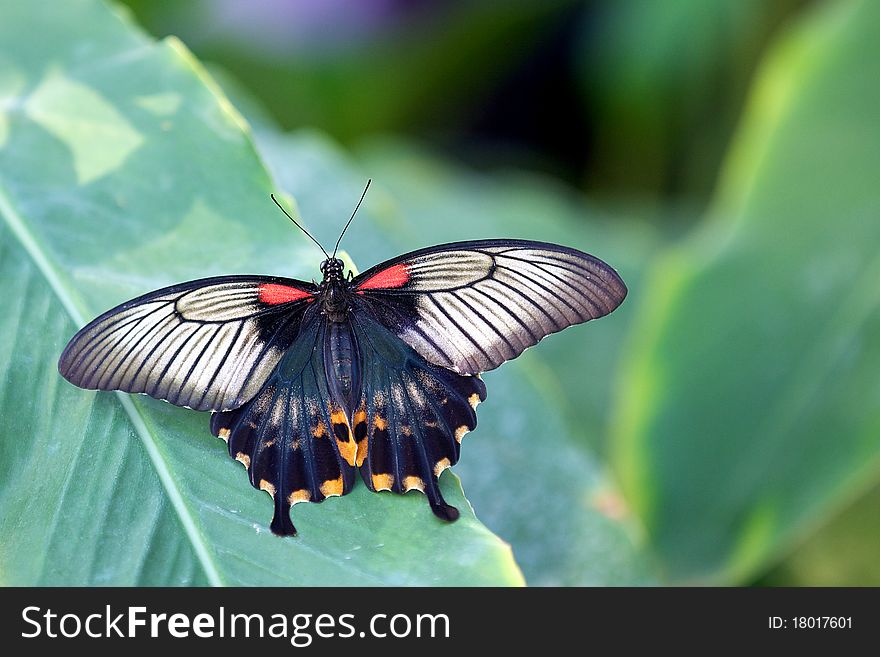 An Asian swallowtail resting on a plant leaf. An Asian swallowtail resting on a plant leaf