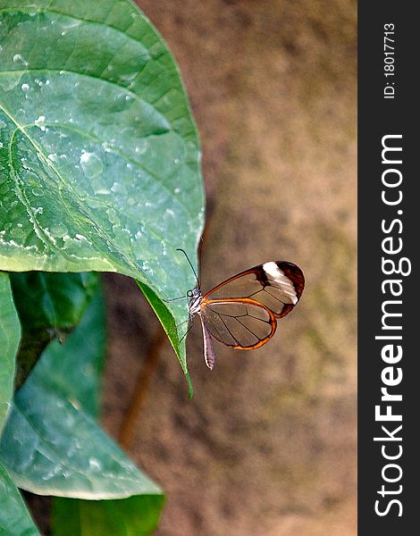 Glasswing butterfly resting on a plant leaf