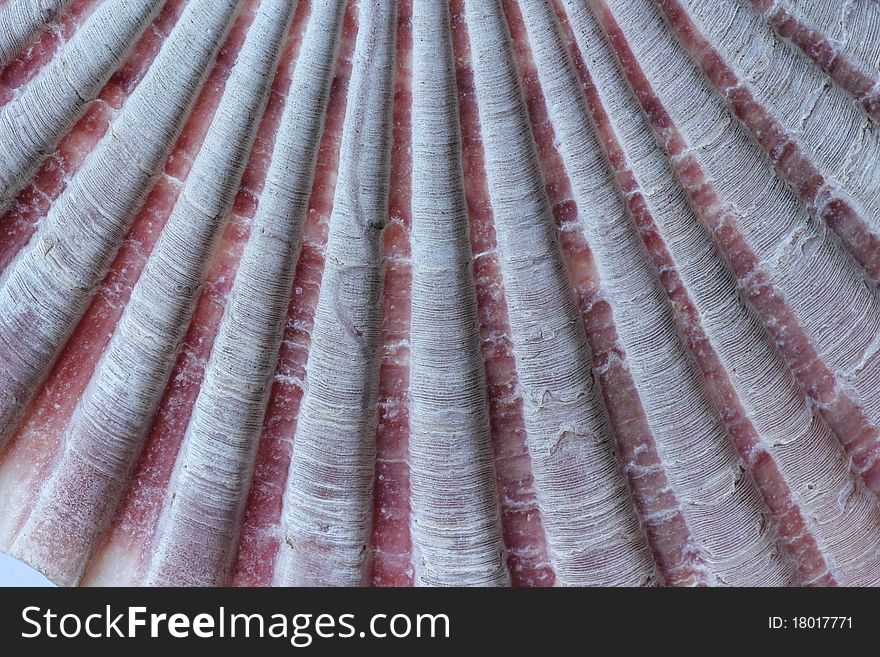 Macro of of a Scallop fan shell with its fluted texture in soft pink. Marine life in Australia at the east coast. Macro of of a Scallop fan shell with its fluted texture in soft pink. Marine life in Australia at the east coast.