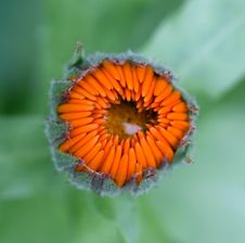 The Bud Of Pot Marigold With A Raindrop. Royalty Free Stock Photo The Bud Of Pot Marigold With A Raindrop. Royalty Free Stock Photo