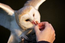 A Barn Owl Stock Image A Barn Owl Stock Image