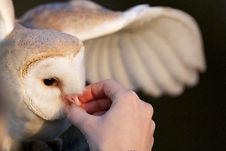 A Barn Owl Royalty Free Stock Images A Barn Owl Royalty Free Stock Images