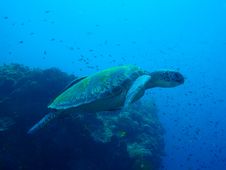 Seaturtle Royalty Free Stock Photography