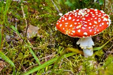 Poisonous Mushroom Royalty Free Stock Images
