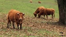 Cattle Stock Photography