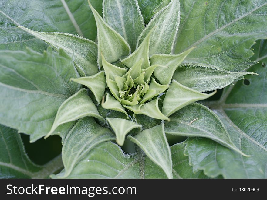 The sunflower leaves growing in a specific pattern. The sunflower leaves growing in a specific pattern.