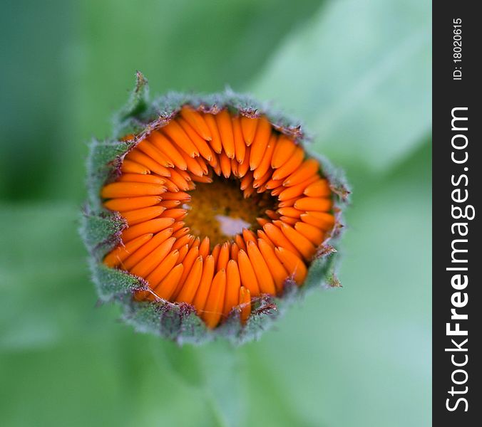 The bud of pot marigold with a raindrop.