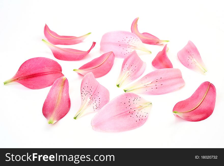 Pink petals on a white background