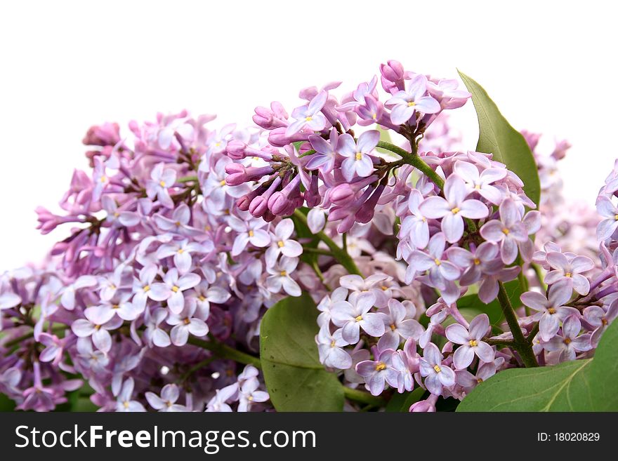 Branch Of A Lilac