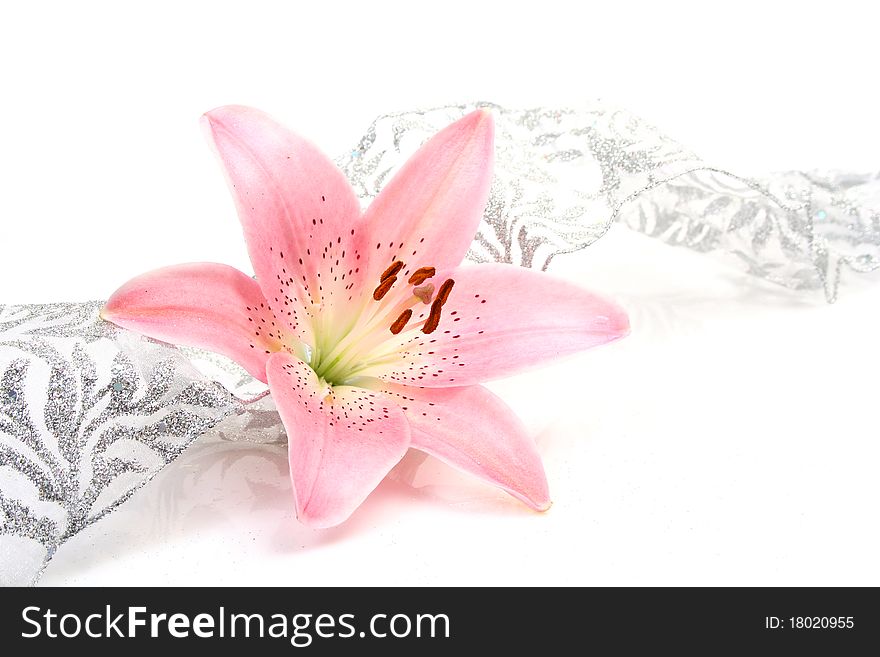 Pink lily and tape on a white background
