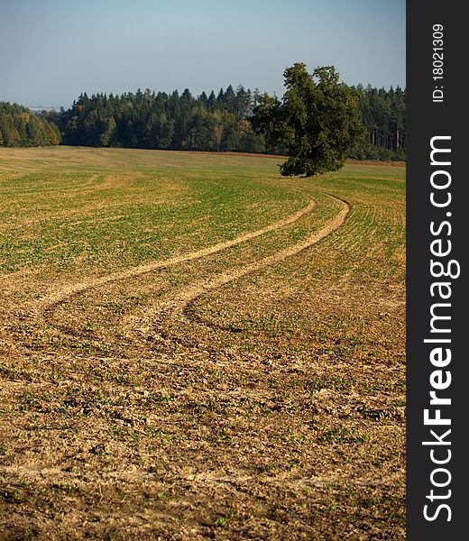 Trails in an autumn harvested field with a solitaire tree. Trails in an autumn harvested field with a solitaire tree