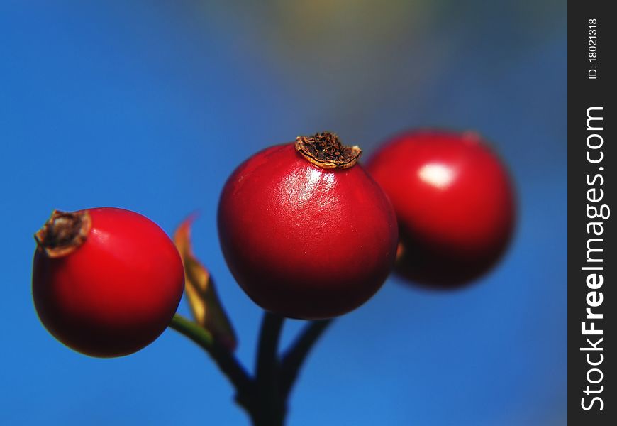 Detail of three red hips