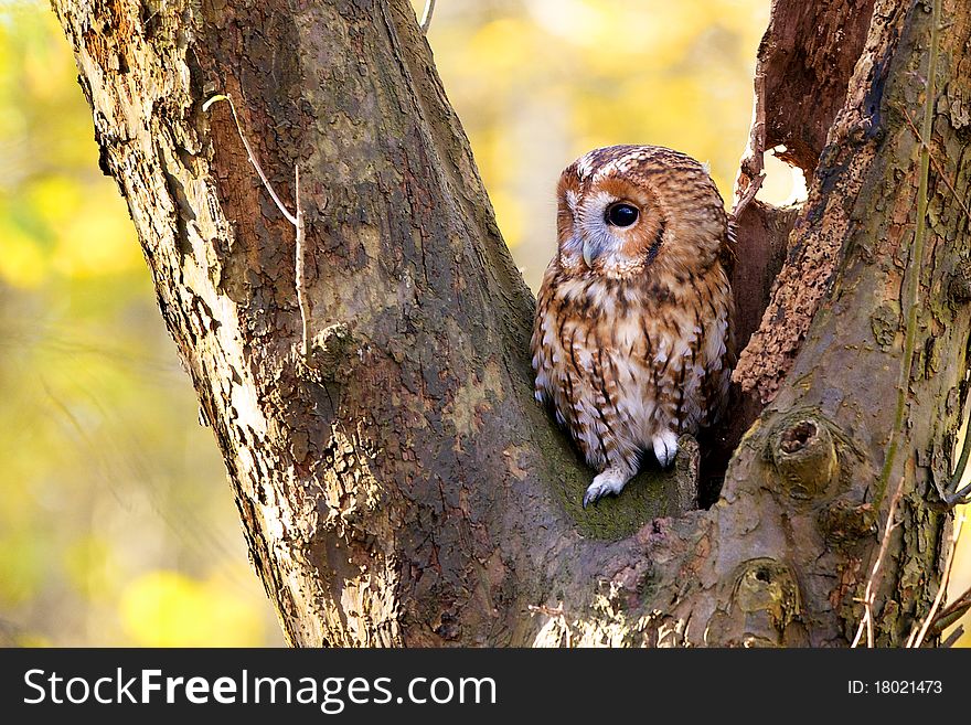 A tawny owl in an old tree