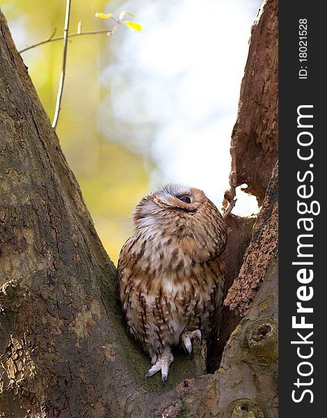 A tawny owl in an old tree looking up