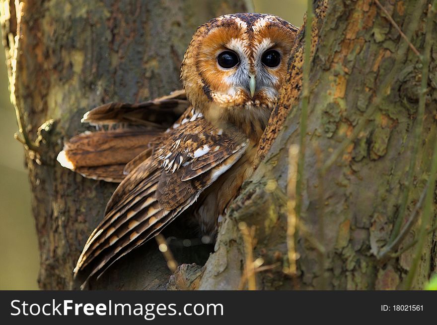 A tawny owl in an old tree looking at the camera